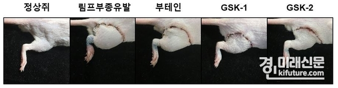 동물실험 림프부종 크기 감소결과 모습.<사진=경기도경제과학진흥원>