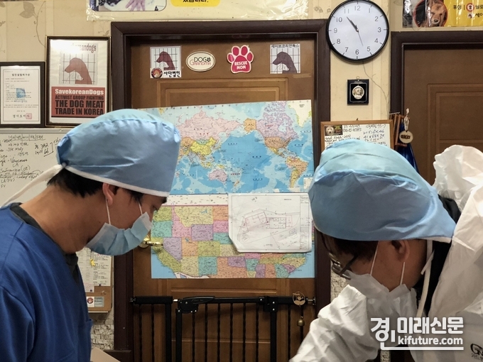 경기도관계자들이 긴급구조된 동물에게 중성화 수술을 하고 있다.<사진=경기도>
