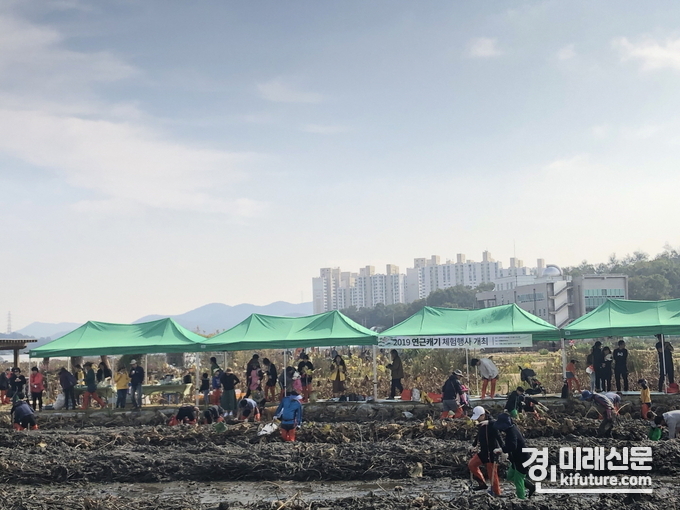 2019년 열린 연근 캐기 체험행사 모습. <사진=시흥시>