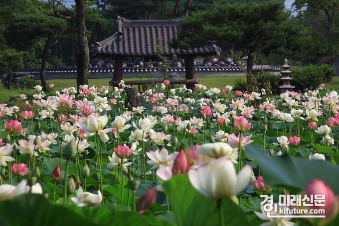 세미원 연못 모습. <사진=경기도>