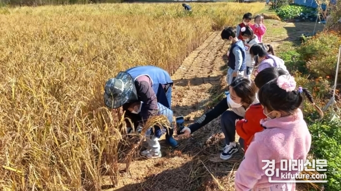 어린이들이 벼베기 체험을 하고 있다. <사진=경기도>
