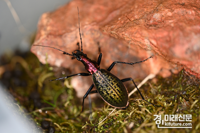 벅스리움에서 인공증식된 윤조롱박딱정벌레 모습. <사진=시흥시>