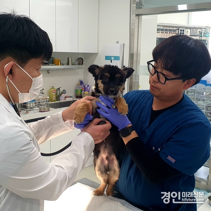 동울병원에서 반려동물을 진료하고 있다. <사진=경기도>