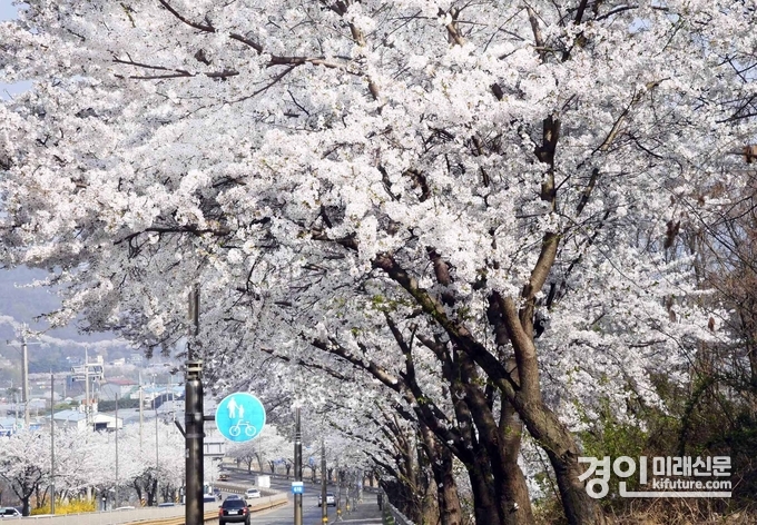 물왕호수 벚꽃길 모습. <사진=시흥시>