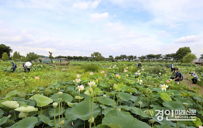 연꽃테마파크 전경. <사진=시흥시>