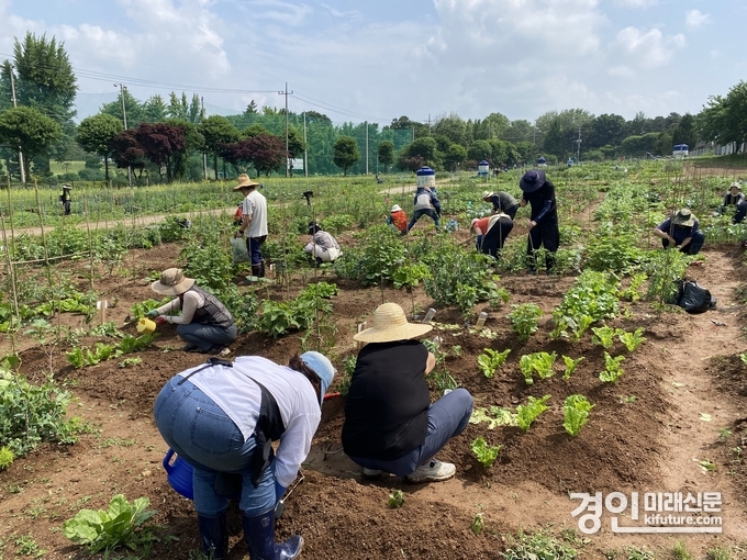 시민농장에서 시민들이 농사를 짓고 있다. <사진=수원시>