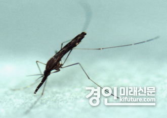 중국얼룩날개모기 암컷 성충 모습. <사진=양평군>