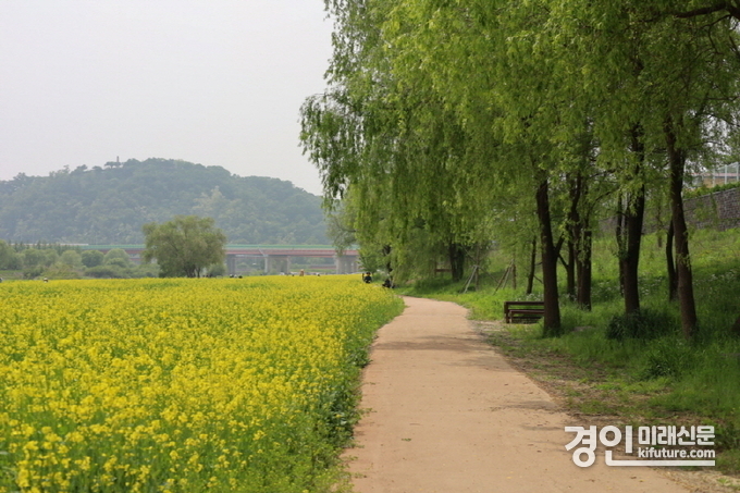 유채꽃밭을 따라 난 산책로 모습. <사진=고양시>