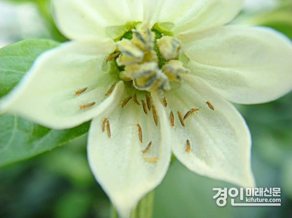 총채벌레 모습. <사진=이천시>