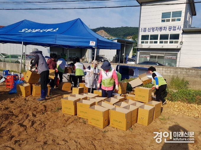 남양주시 오남읍 이장협의회가 ‘사랑의 감자 캐기’를 하고 있다. <사진=남양주시>