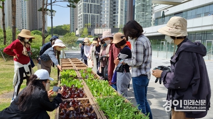 도심 내 텃밭에서 시민들이 텃밭활동을 하고 있다. <사진=수원시> 