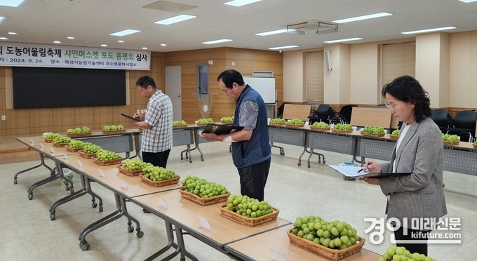 화성시가 샤인머스캣 포도 품평회를 열고 있다. <사진=화성시>