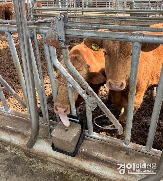 축산농가 모습. <사진=평택시>