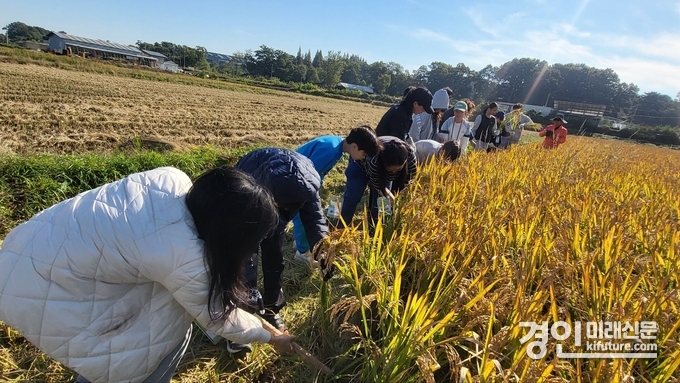 (재)안양군포의왕과천 공동급식지원센터가 벼베기체험 행사를 진행하고 있다 .<사진=안양시>