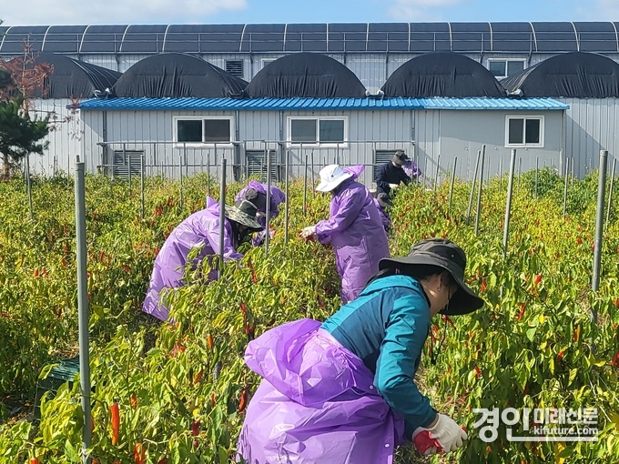 인천 미추홀구시설관리공단 임직원들이 농가 일손돕기에 참여하고 있다. <사진=미추홀구>