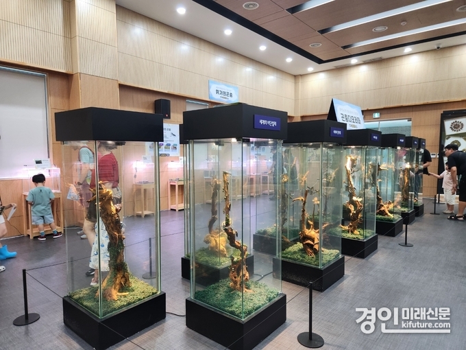 올해 진행된 벅스리움 여름방한 특별전시 ‘세상의 값진 곤충 특별전’ 모습. <사진=시흥시>