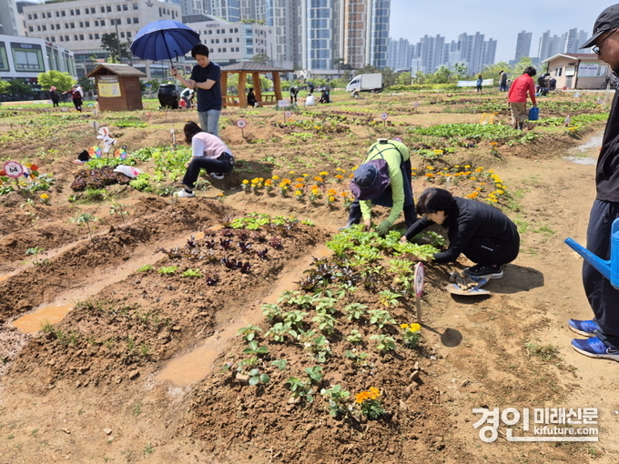 시흥시민들이 '시민행복텃밭'을 가꾸고 있다. <사진=시흥시>