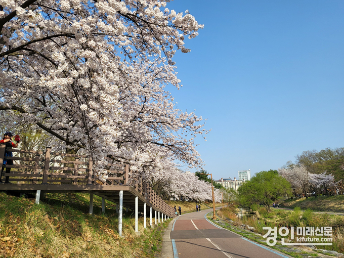분당구 수내동 중앙공원 분당천변 벚꽃길 전경. <사진=성남시>