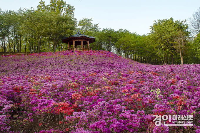 오난산전망공원 철쭉동산 모습. <사진=시흥시>