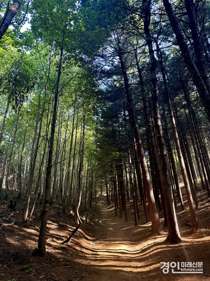수리산도립공원 숲속 길 모습. <사진=경기도>