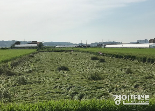 벼 도복 모습. <사진=안성시>