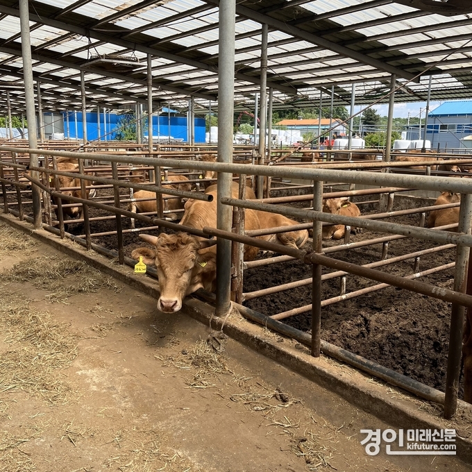 용인시 축산농가 모습. <사진=용인시>