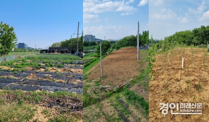 석수동 충훈대교 인근 시유지를 점거한 농작물 철거 전·후·무궁화 식재(왼쪽부터)한 모습. <사진=안양시>