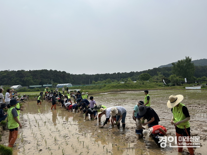 참가자들이 전통 모내기 체험을 하고 있다. <사진=수원시>