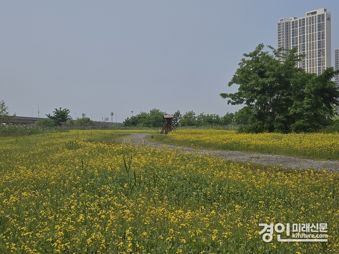 인천 송도국제도시 R2부지에 조성된 유채꽃밭 전경. <사진=iH>