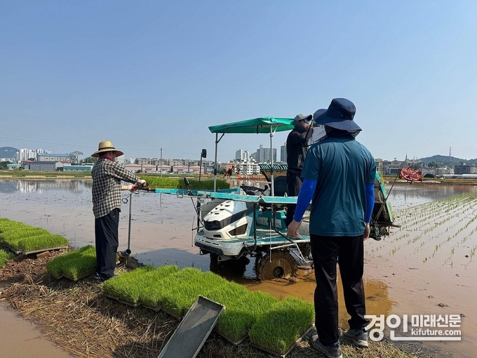 농업인들이 모내기 작업을 하고 있다. <사진=시흥시>