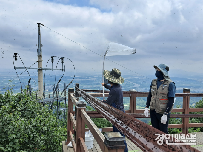 유정복 인천시장이 포충망으로 방제활동을 하고 있다. <사진=인천시>