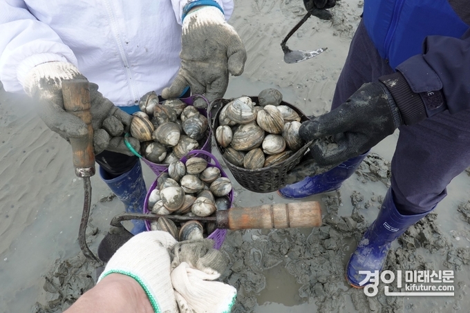 체험객들이 바구니 가득 조개를 캔 모습. <사진=시흥시>