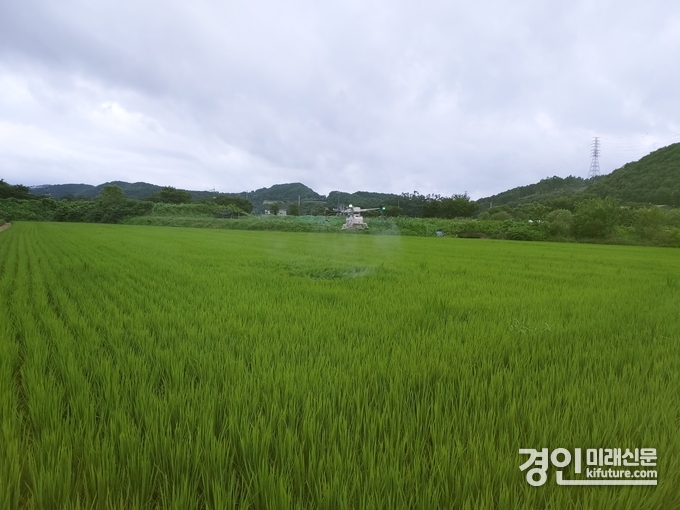 용인시가 병해충 드론 방제를 실시하고 있다. <사진=용인시>