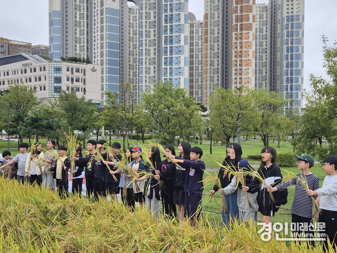 학생들이 ‘전래 벼 수확 체험’을 하고 있다. <사진=시흥시>