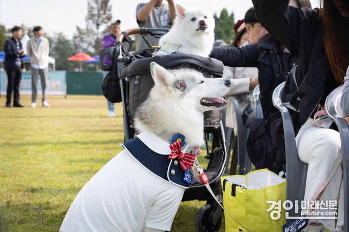 반려견들이 2025년 반려동물 한마은 축데에 참가하고 있다. <사진=수원시>