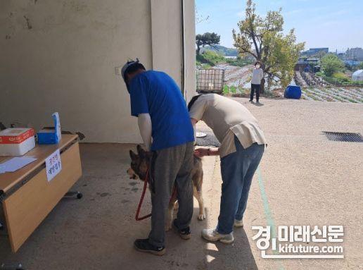 안산시 관계자가 광견병 예방접종을 하고 있다. <사진=안산시>