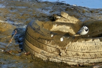 시흥 보통천 물고기 떼죽음… 하천 관리 '구멍' 지적