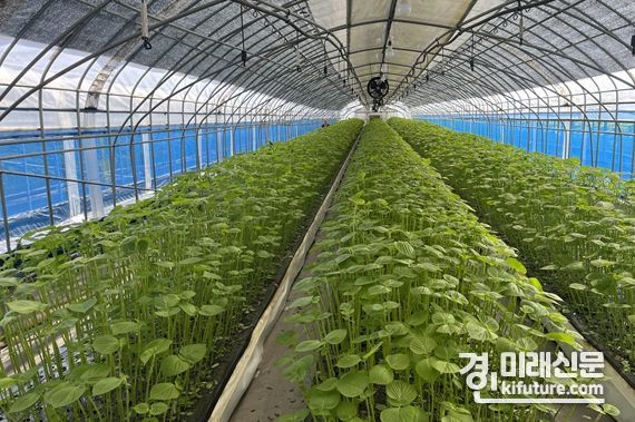 깻잎 농가 모습. <사진=인천시>