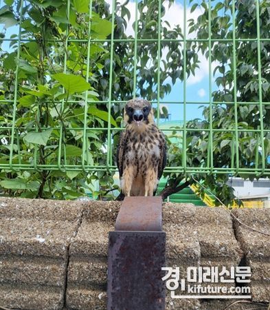 새호리기 아성조 모습. <사진=인천시>