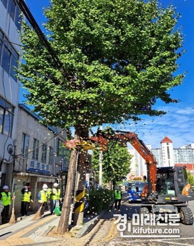 인천시가 진동수확기를 이용해 은행열매를 채취하고 있다. <사진=인천시>
