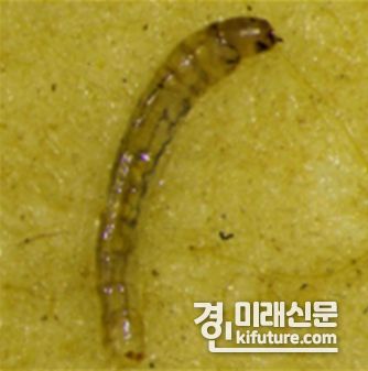 원수에서 발견되는 깔따구 유충. <사진=인천시>