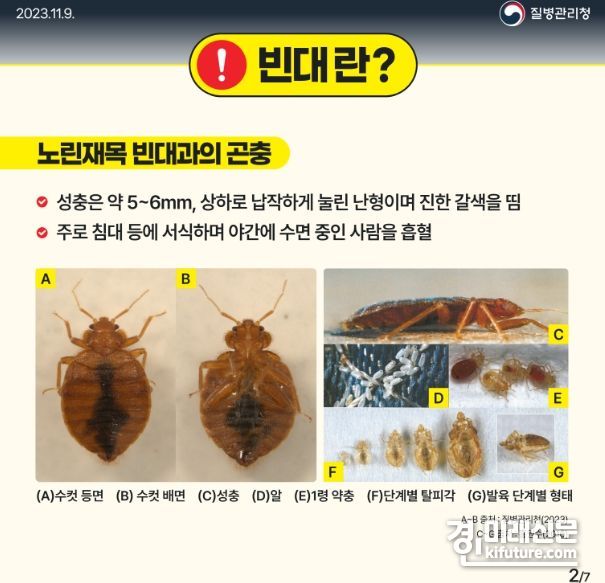 빈대 모양. <사진=질병관리청 홍보물>