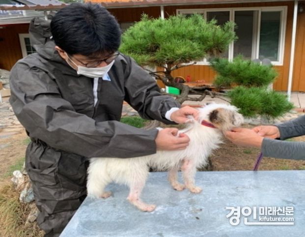 여주시 관계자가 광견병 백신 무료접종을 실시하고 있다. <사진=여주시>
