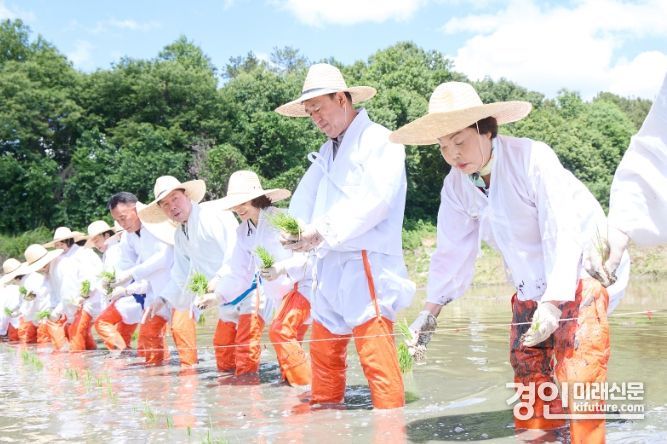 여주시가 모내기를 하고 있다. <사진=여주시>