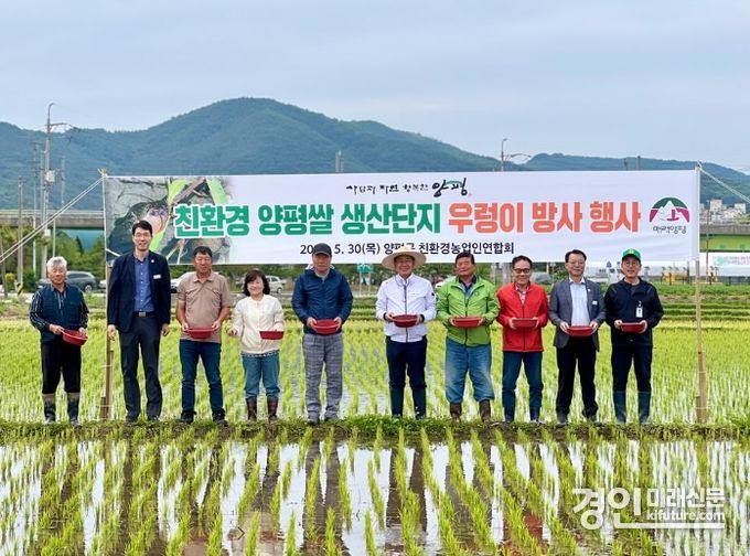 양평군이 친환경 쌀 생산을 위해 왕우렁이 방사를 하고 있다. <사진=양평군>