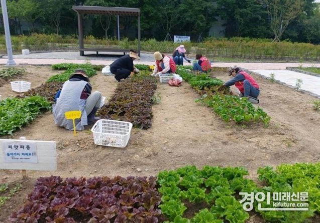 인천 미추홀구가 친환경 텃밭에서 상추를 재배하고있다. <사진=미추홀구>